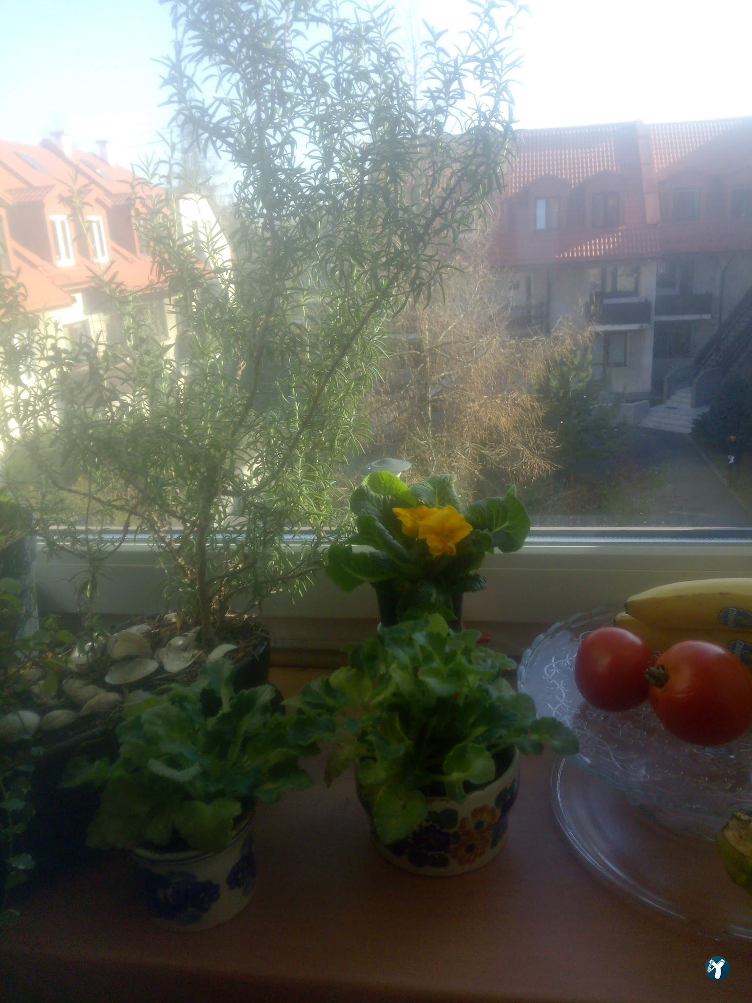 Beyaz Saray