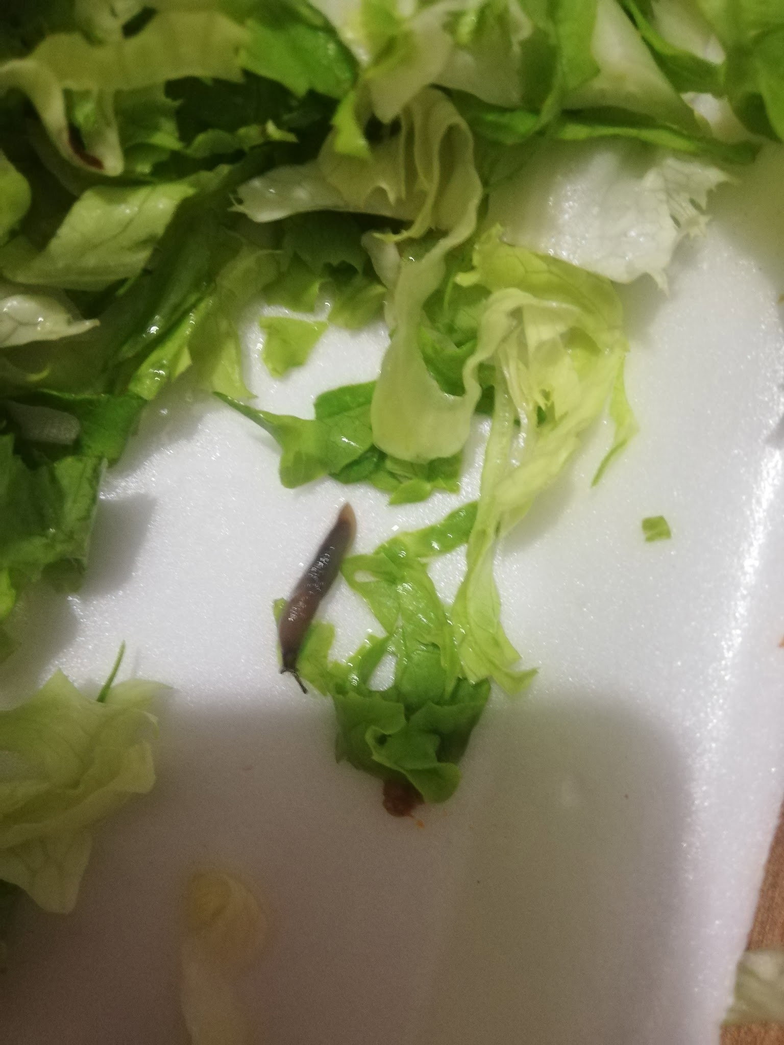 Has Bahçe Cafe & Restaurant