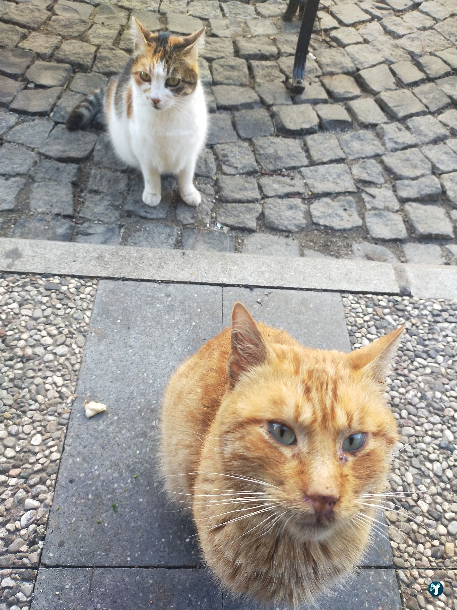 Oscar Burger & Köfte