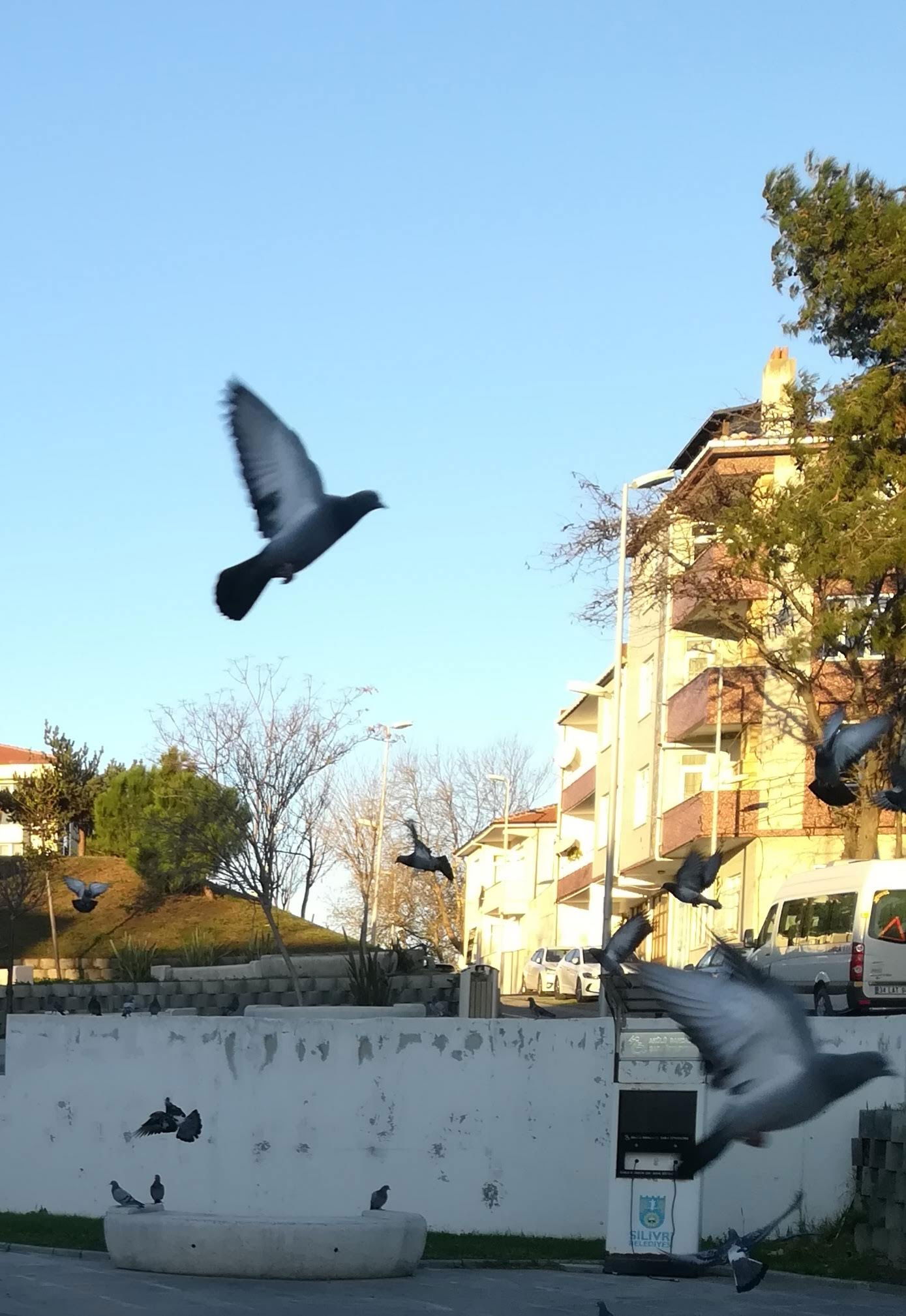 Selimpaşa Meydan Kahvehanesi