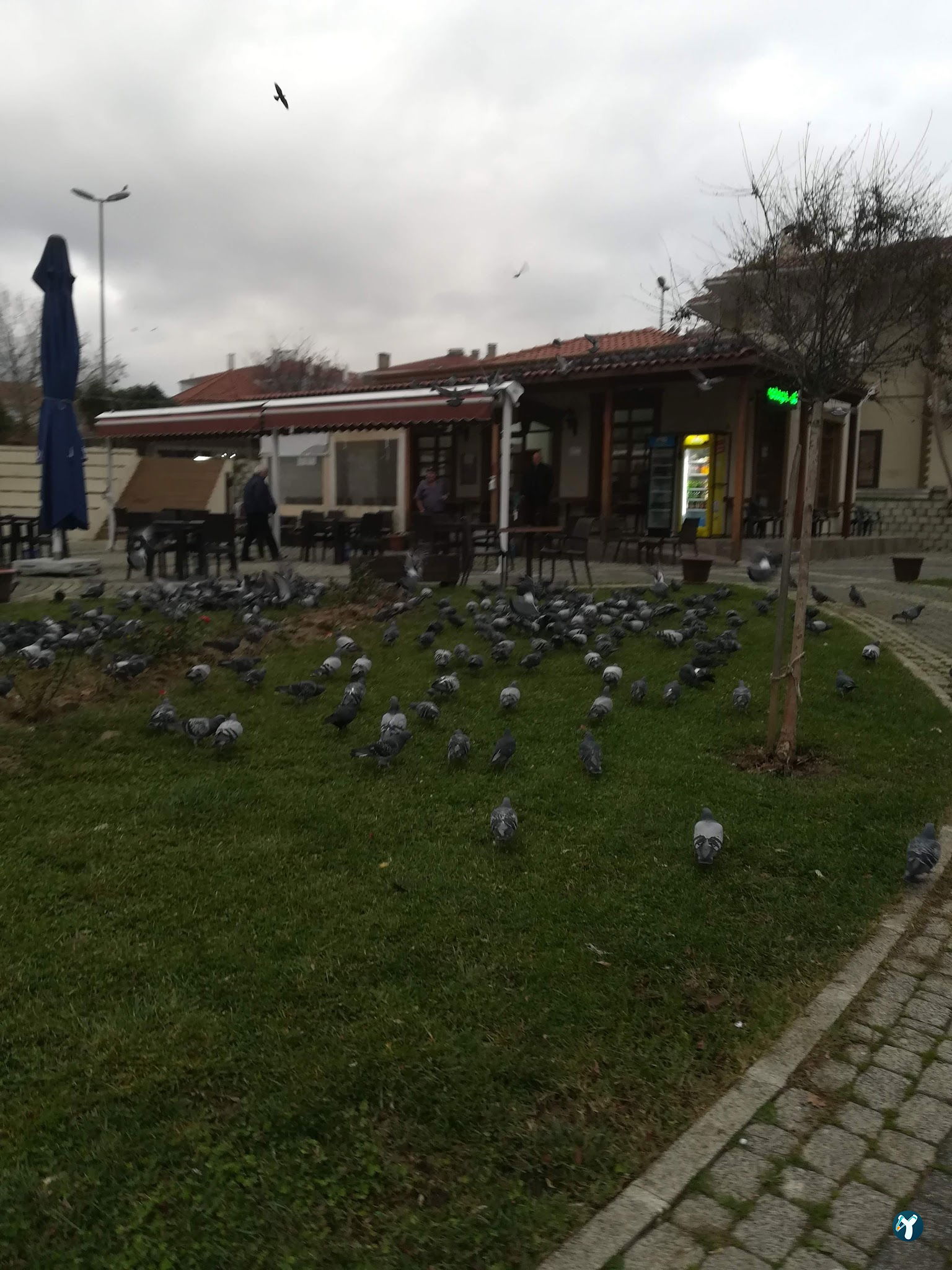 Selimpaşa Meydan Kahvehanesi