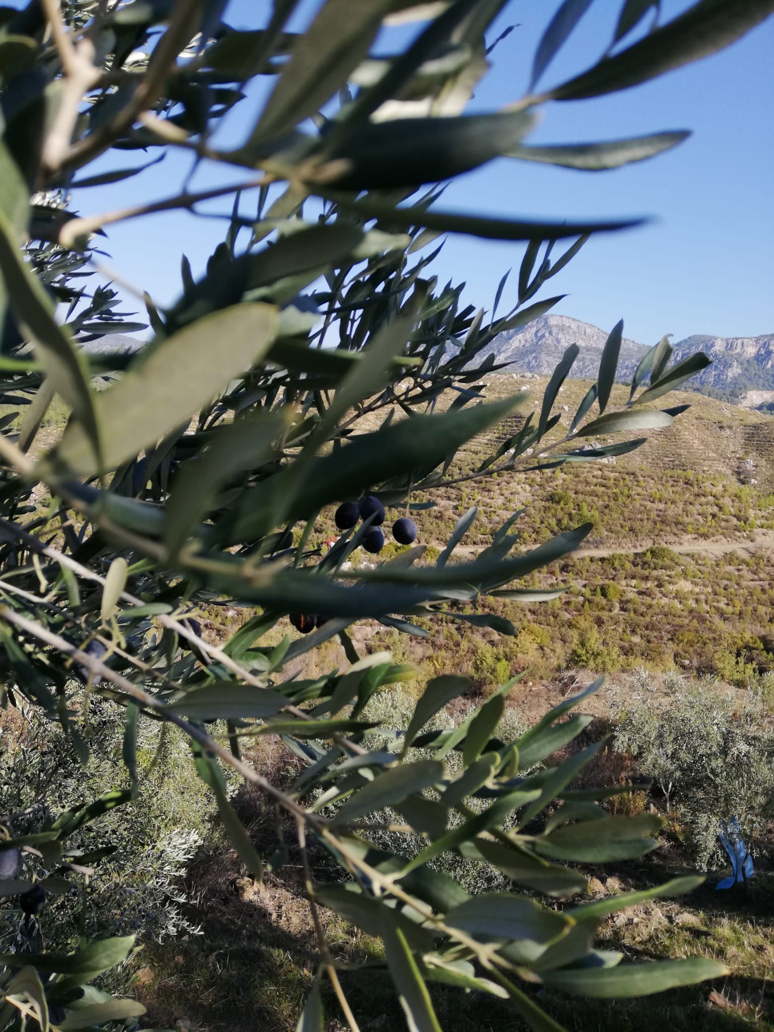 Yörem Gözleme Ve Kahvaltı Bahçesi