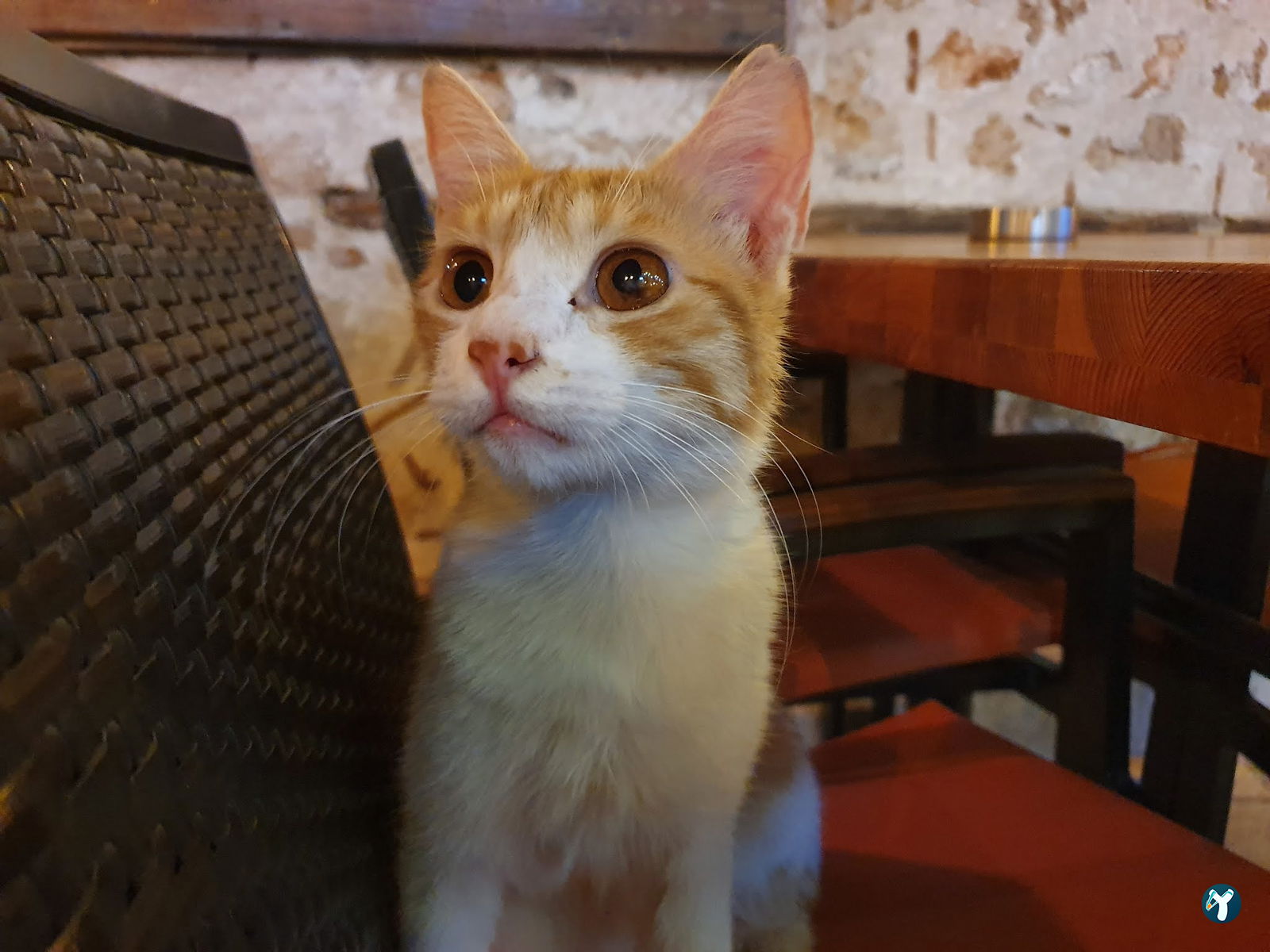 Macha Cafe Bistro