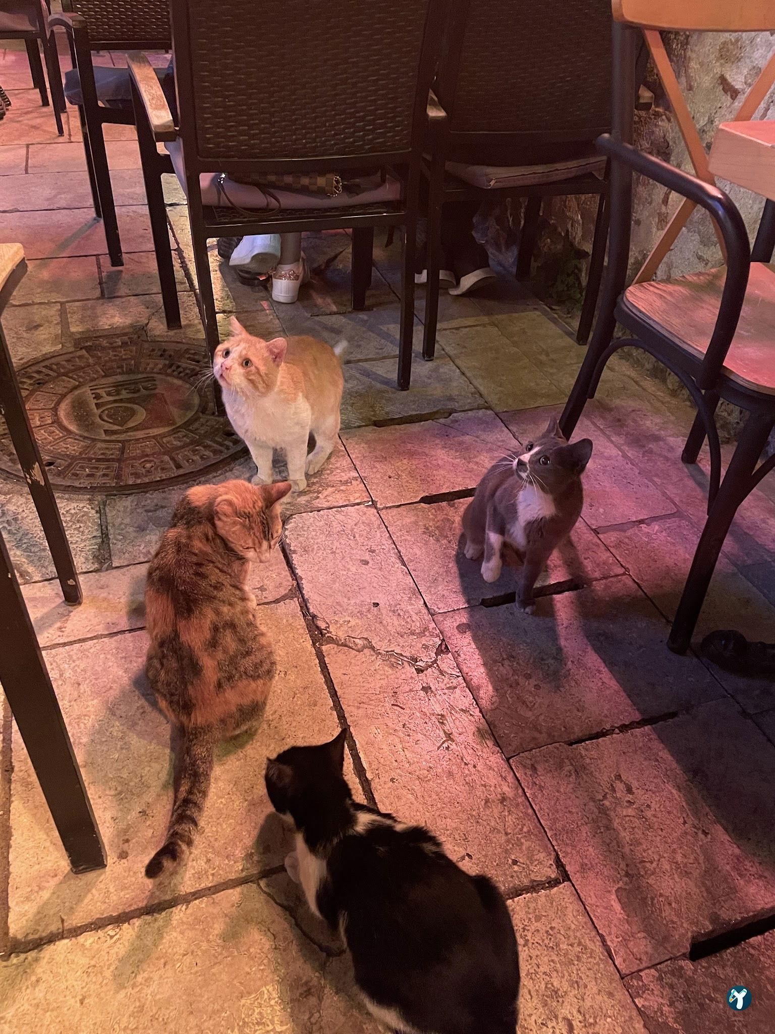 Macha Cafe Bistro