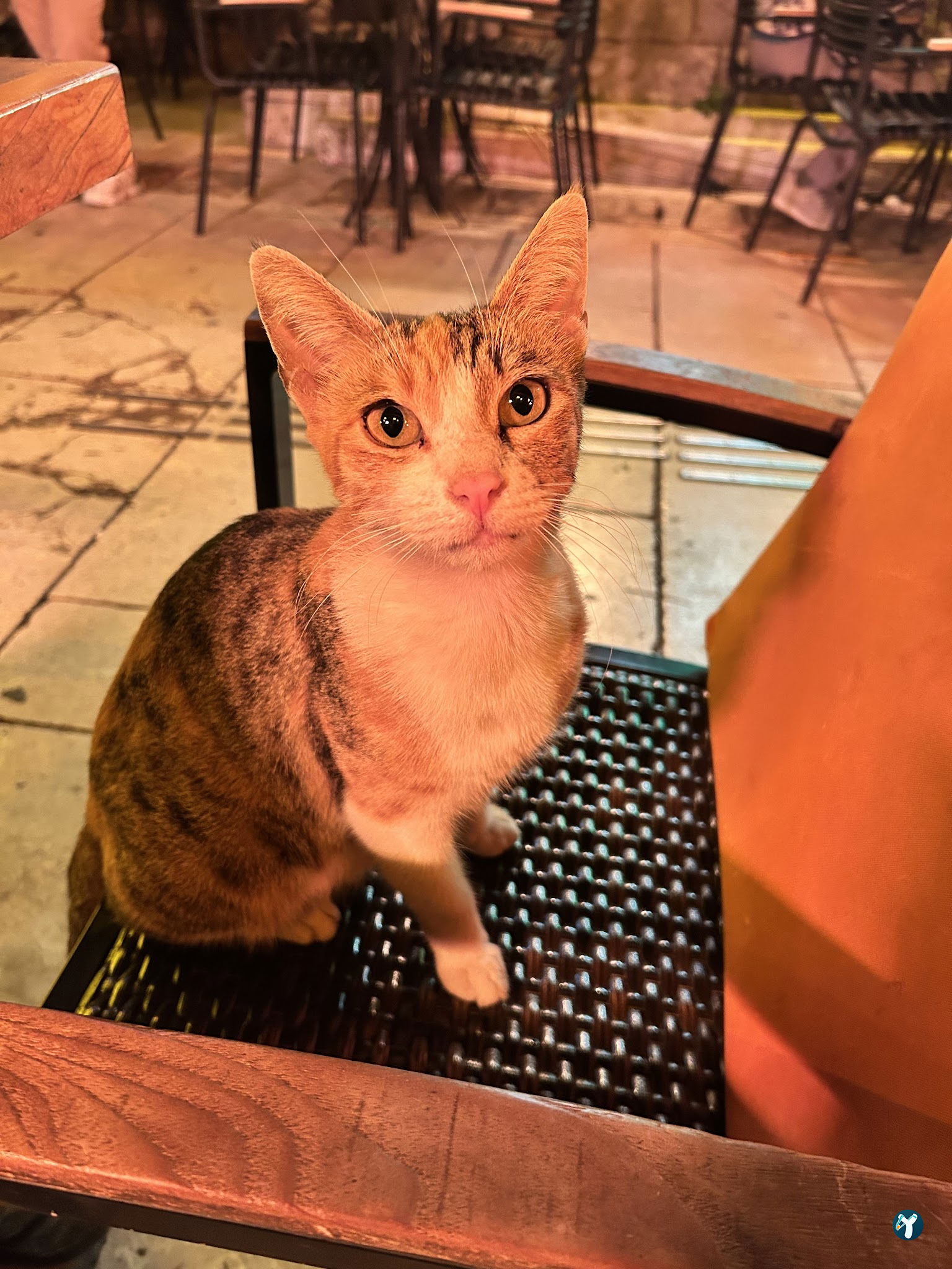 Macha Cafe Bistro
