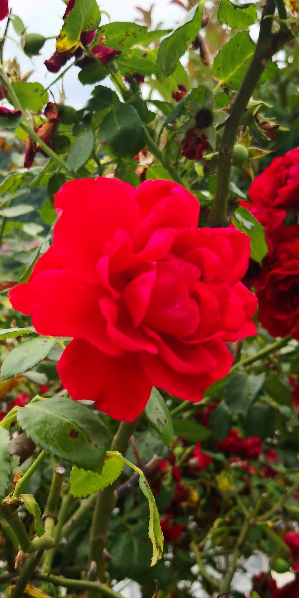 İspirli Pide Salonu