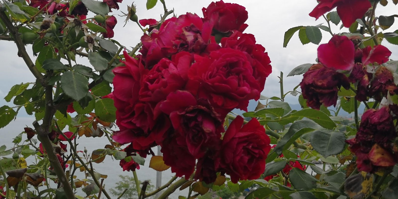 İspirli Pide Salonu