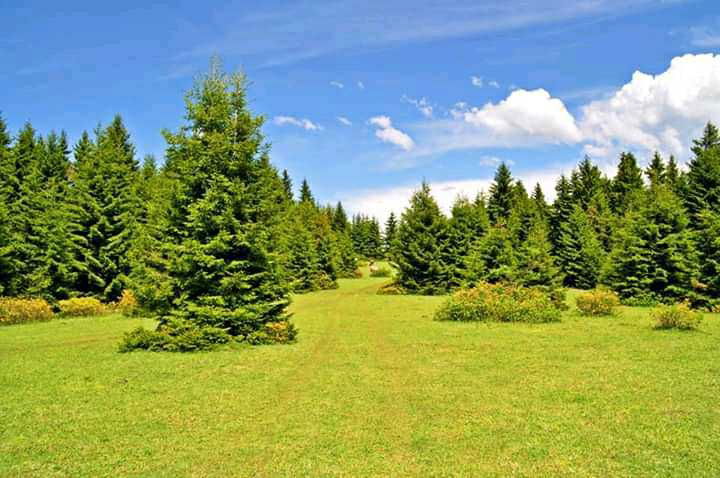 Avcinin Yeri̇ Akse Sapaği