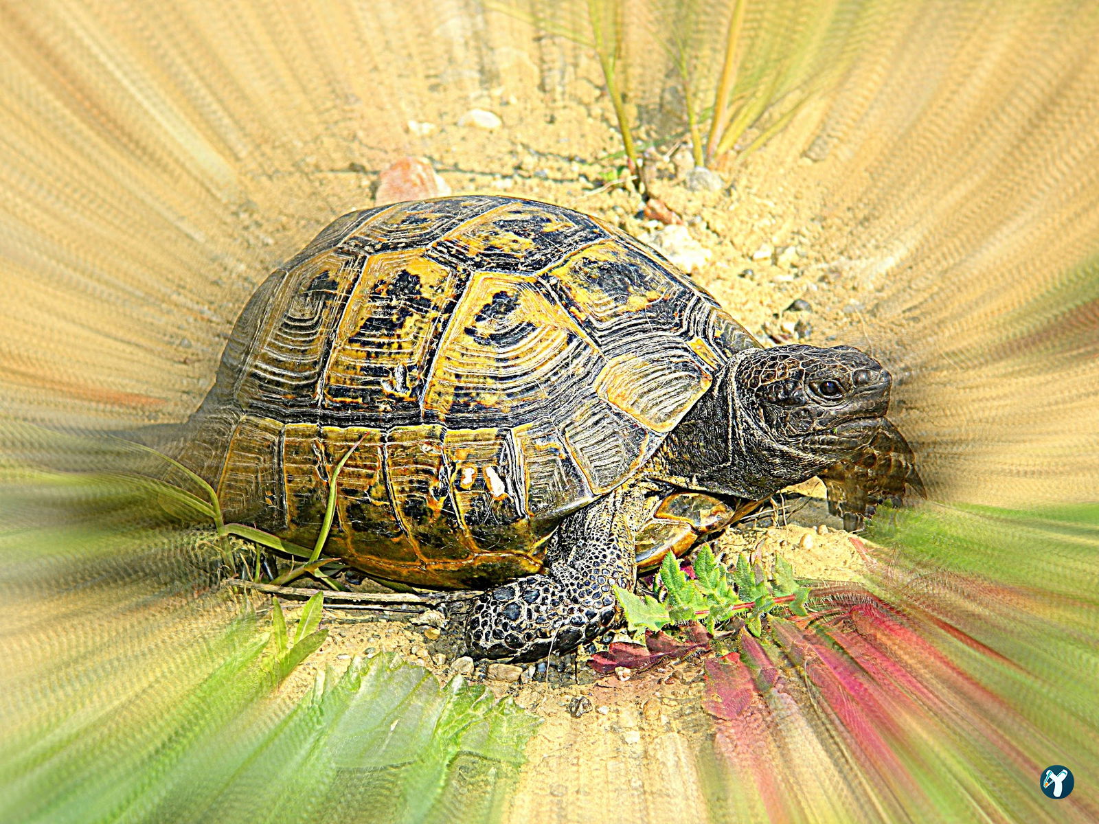 Shell