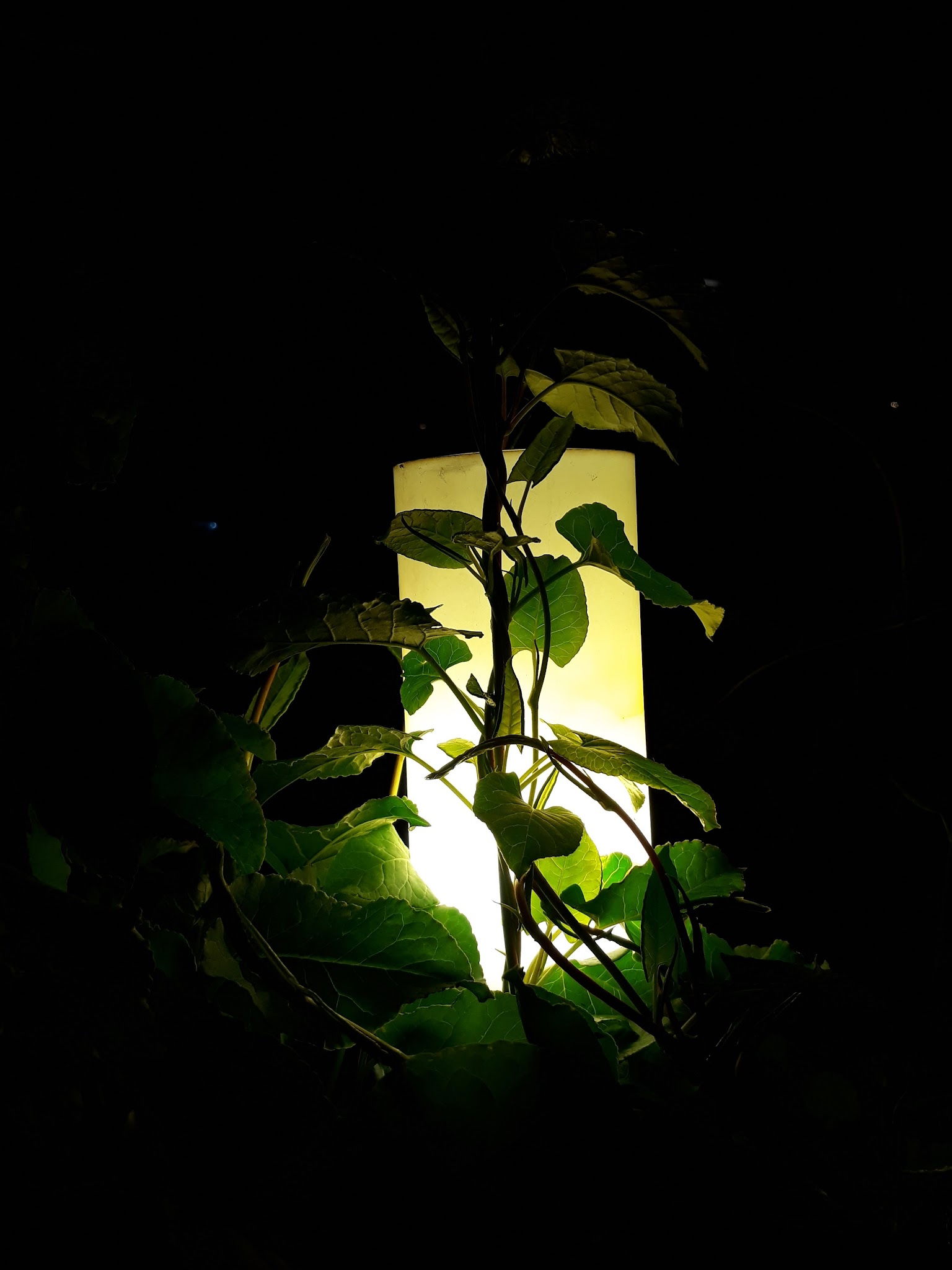 James Cook Cafe, Pub & Restaurant