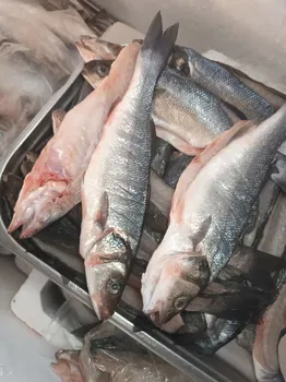 Güllüsu Yalçin Ai̇Le Balik Lokantasi resimleri