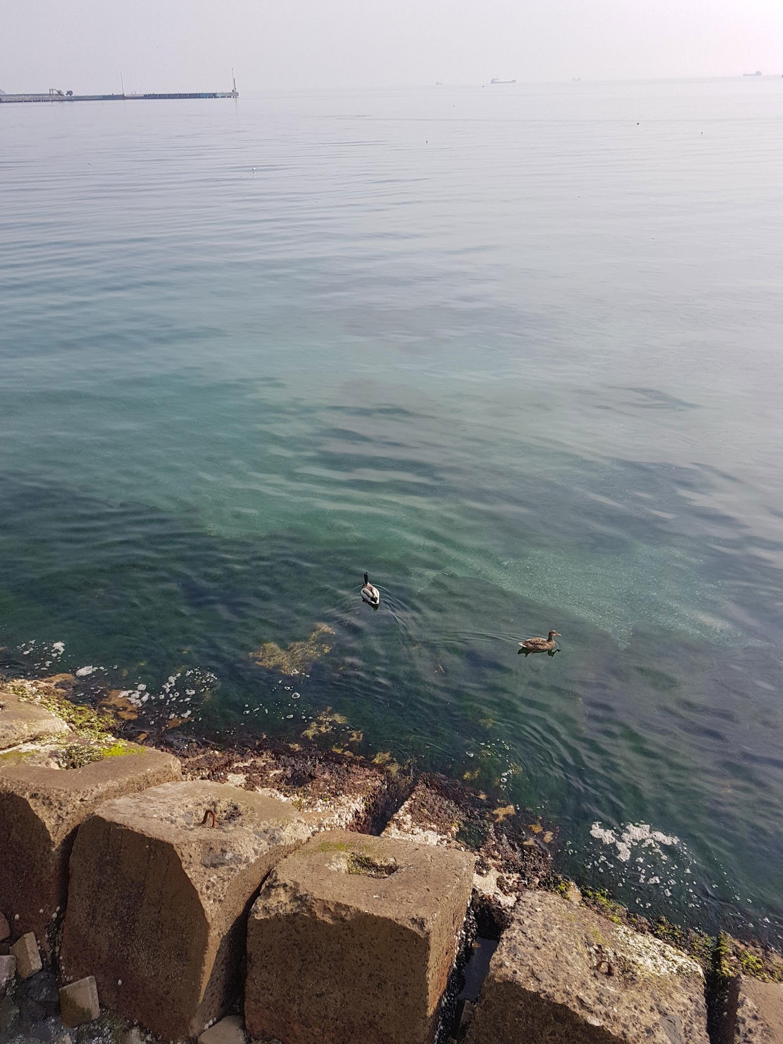 Tekirdağ Yelken Spor Kulübü