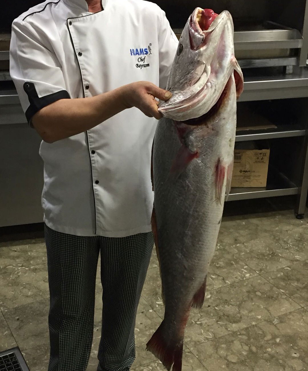 Hamsi Balık Lokantası - Balgat