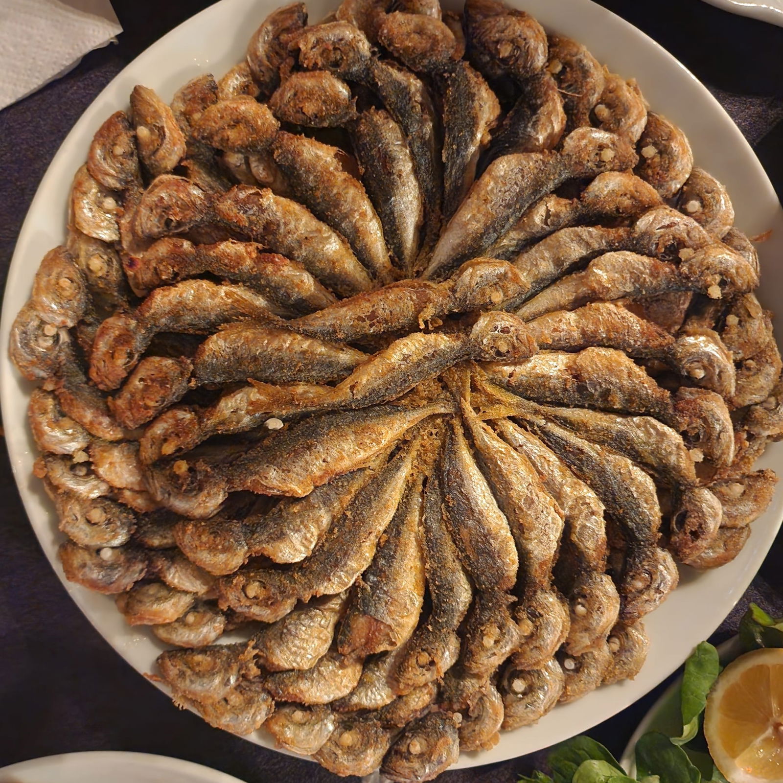 Tmmob Makina Mühemdisleri Odası Zonguldak Şube Lolali