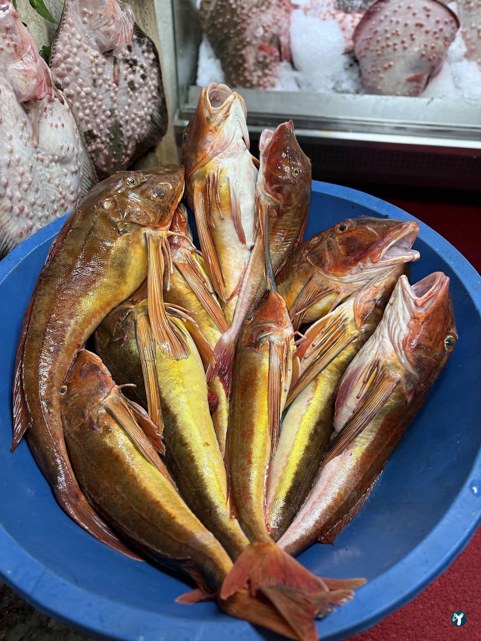Balıkçı Kahraman