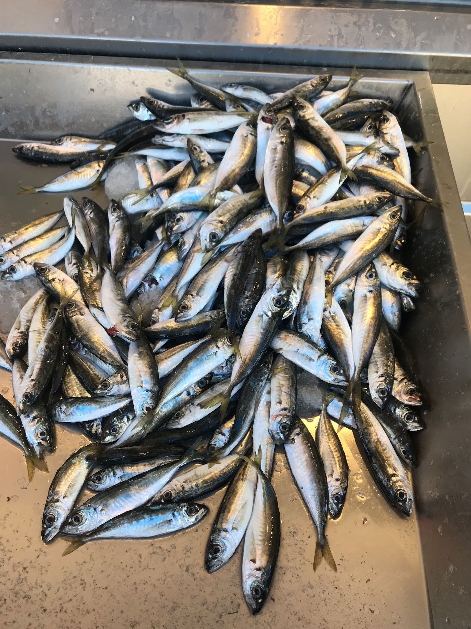 Ordu Çınar Balık Evi