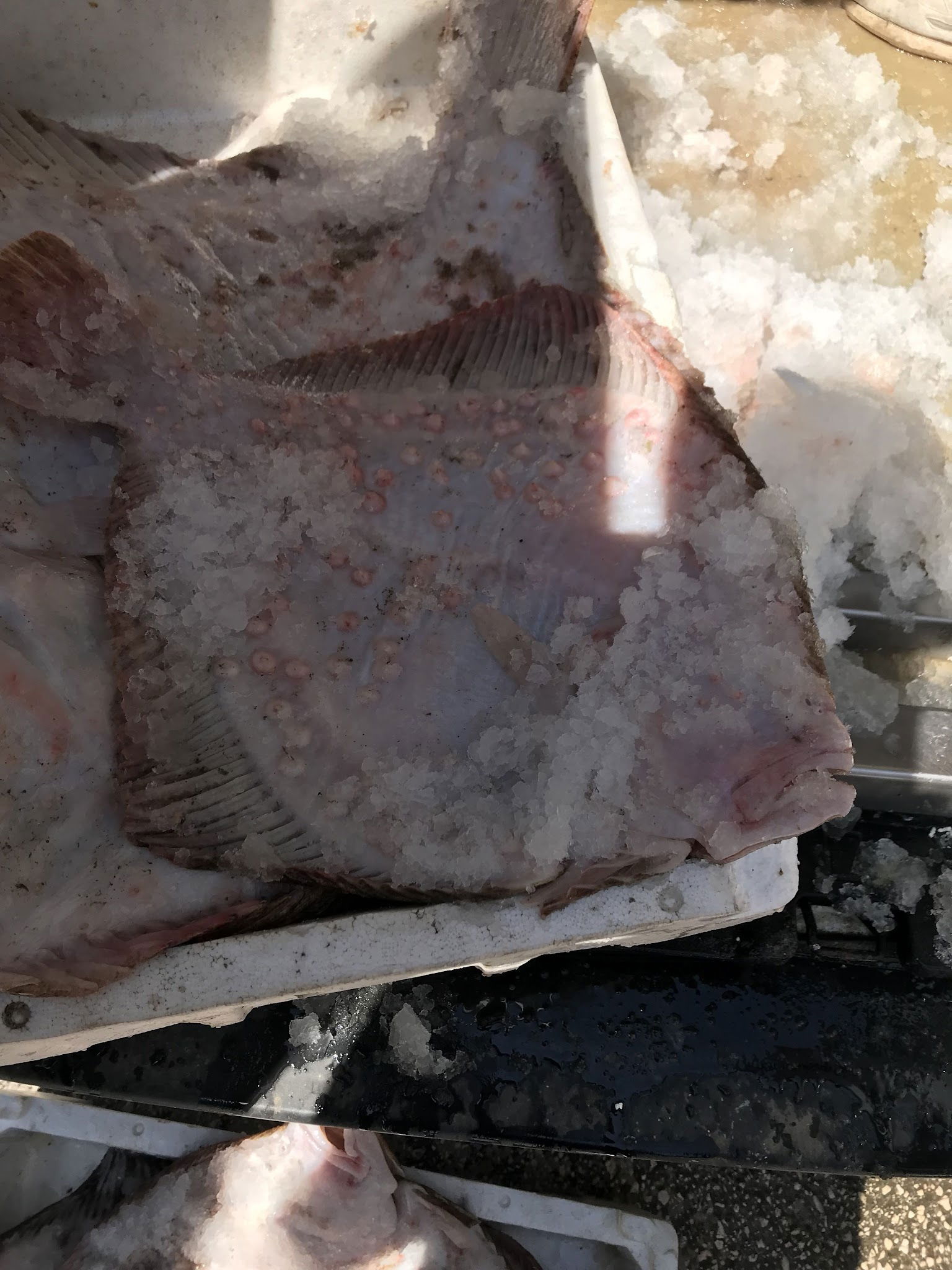 Ordu Çınar Balık Evi