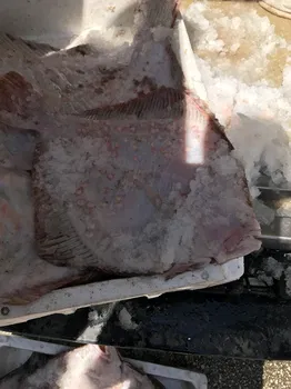 Ordu Çınar Balık Evi resimleri