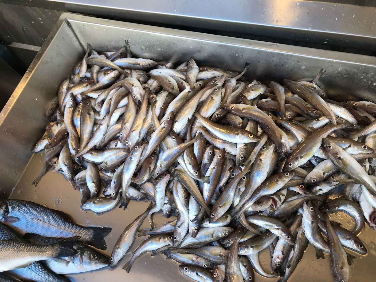 Ordu Çınar Balık Evi