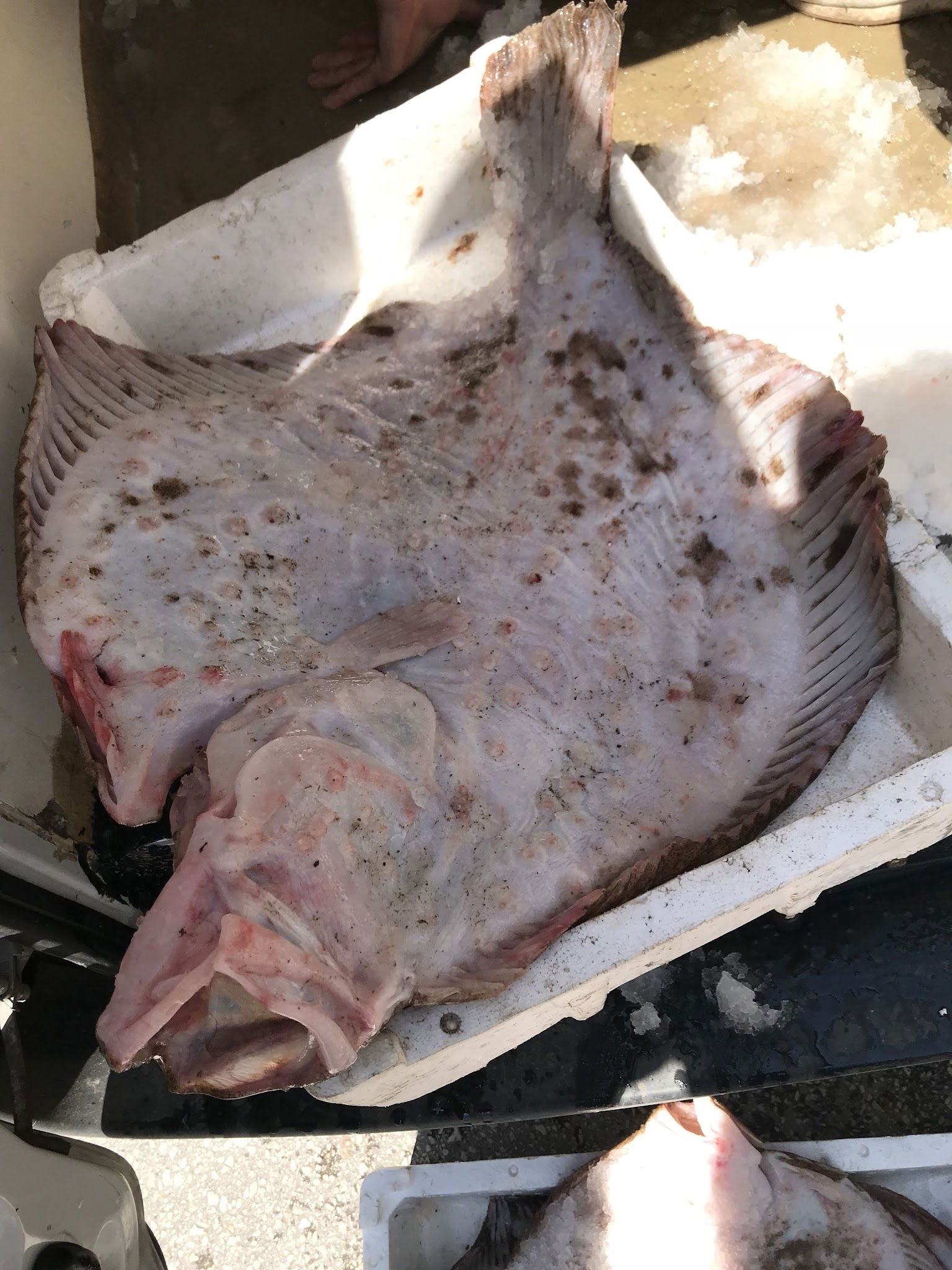 Ordu Çınar Balık Evi