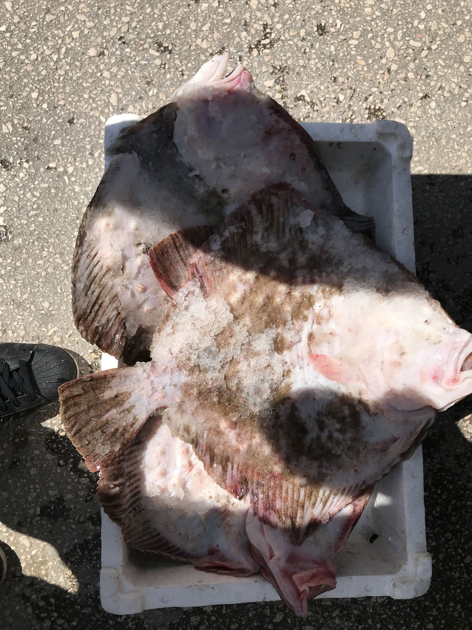 Ordu Çınar Balık Evi