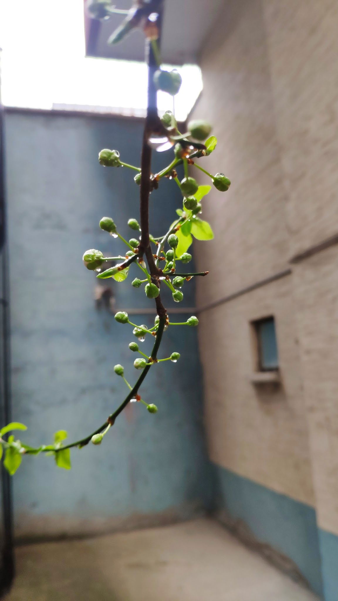 Pasaport Pizza Eti̇mesgut