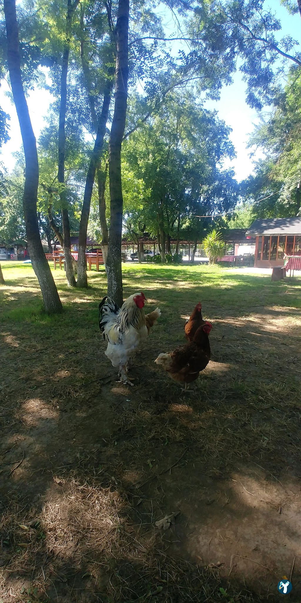 Çınar Et Mangal