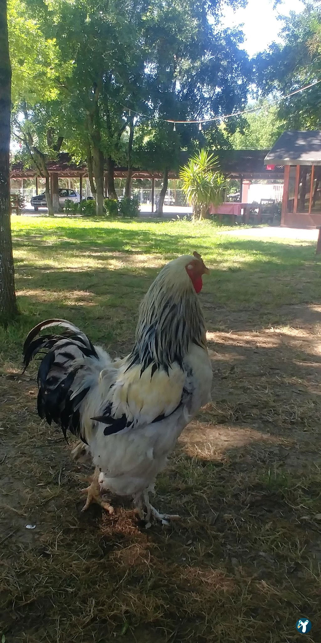 Çınar Et Mangal