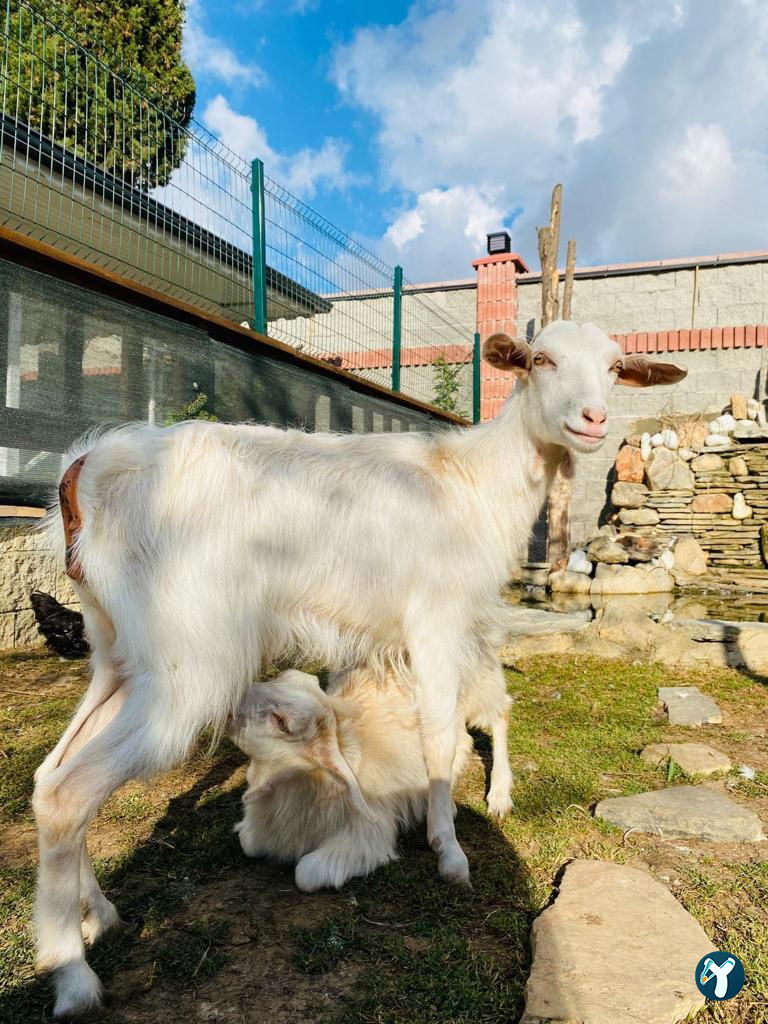Sancaktepe Ali Babanın Çiftliği Ve Restaurantı