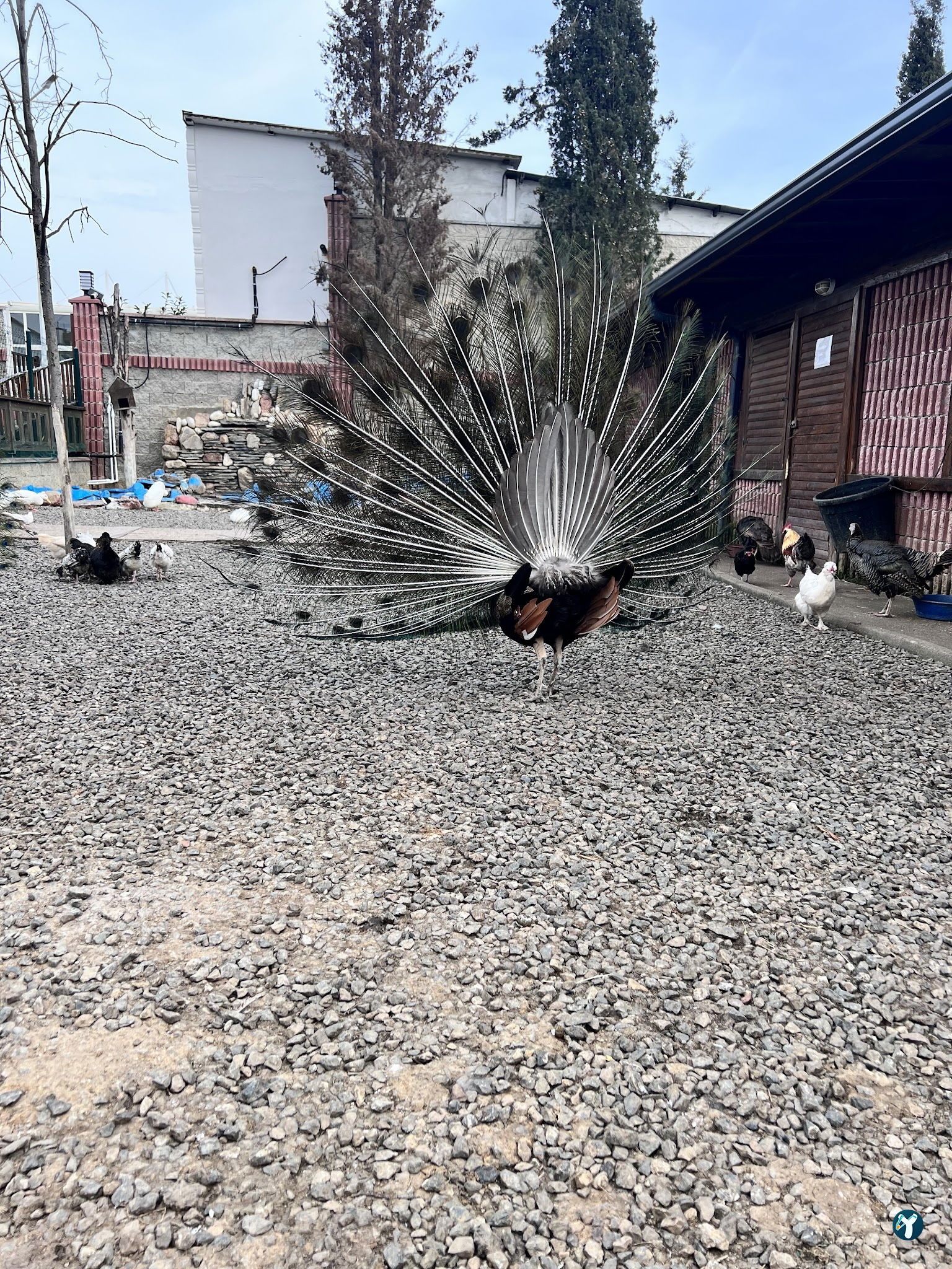 Sancaktepe Ali Babanın Çiftliği Ve Restaurantı