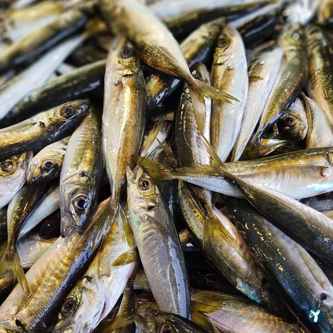 Feluka Seafood Restaurant