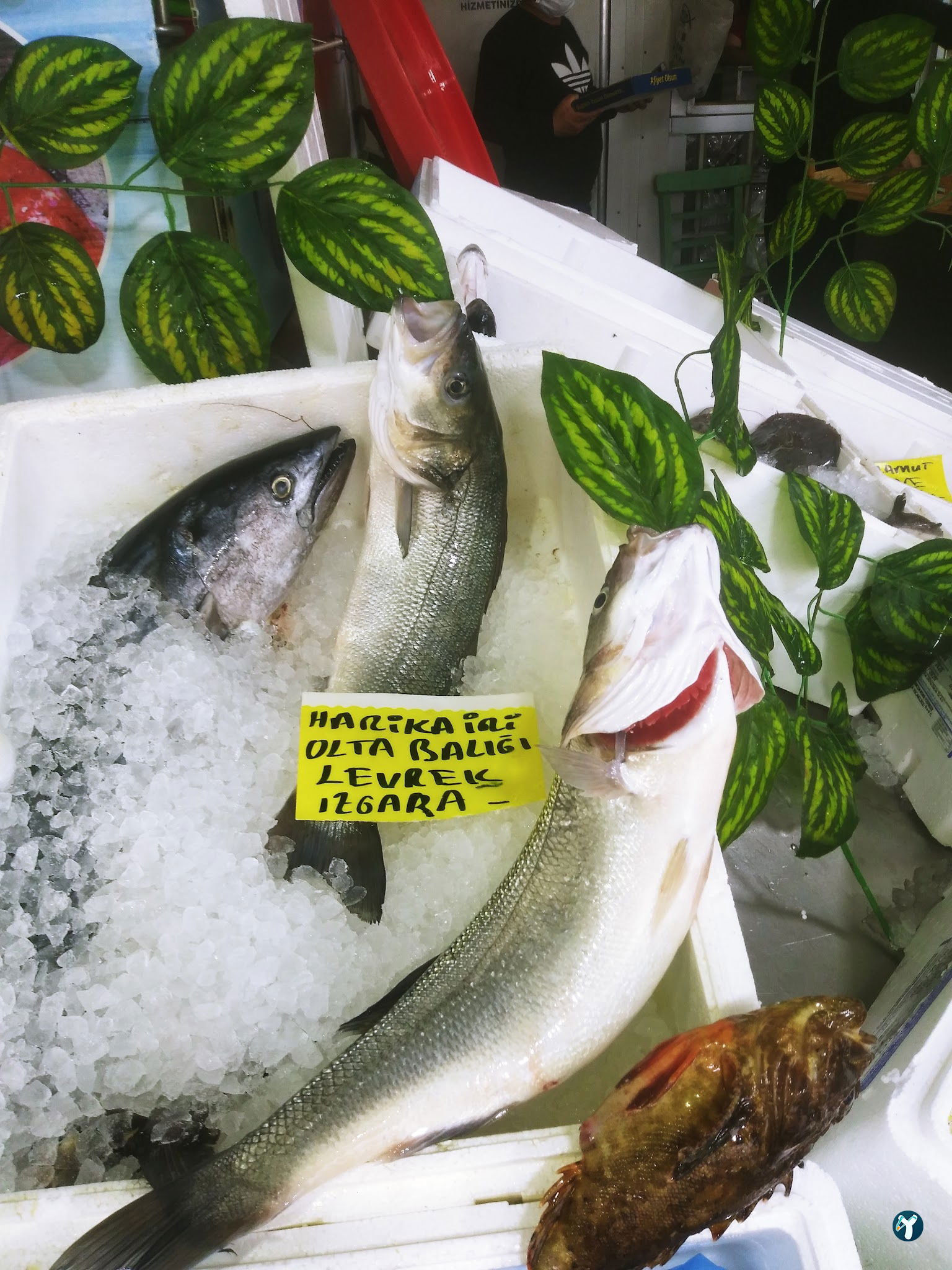 Feluka Seafood Restaurant