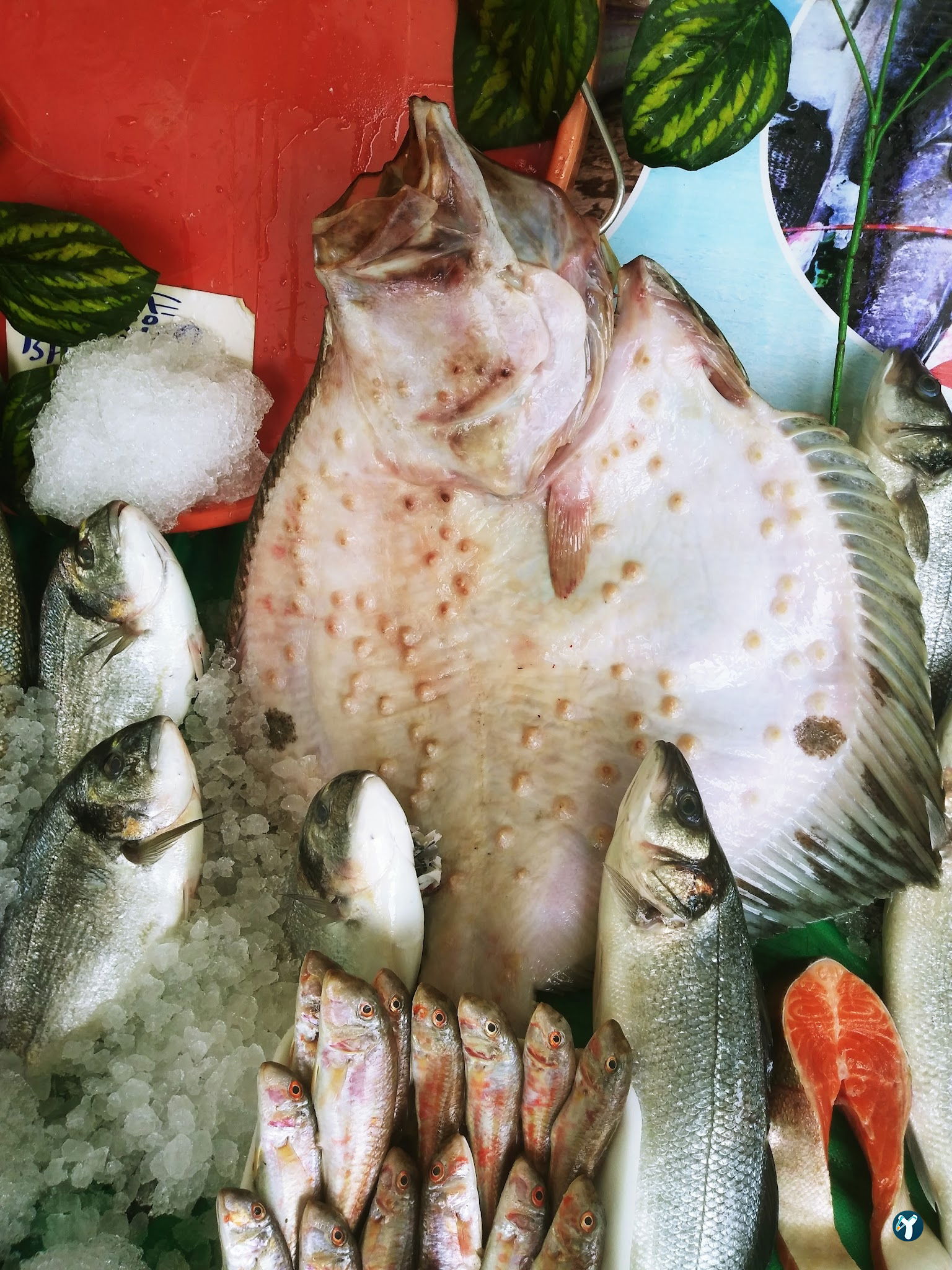 Feluka Seafood Restaurant