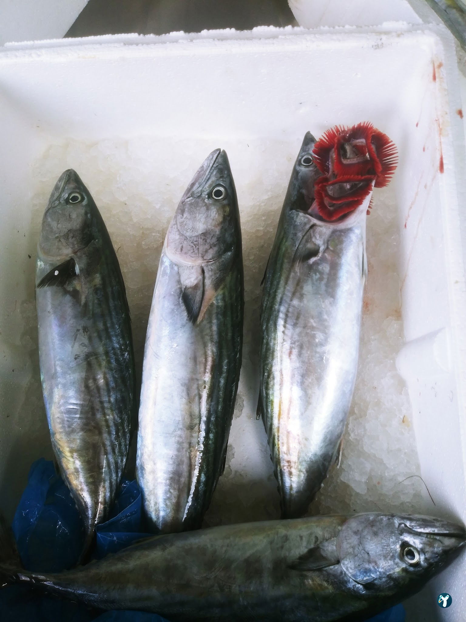 Feluka Seafood Restaurant
