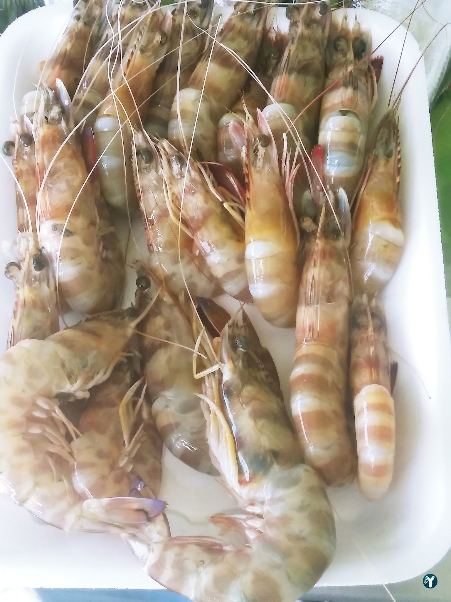 Feluka Seafood Restaurant