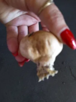 Анталия, Турция Вкусно Покушать resimleri