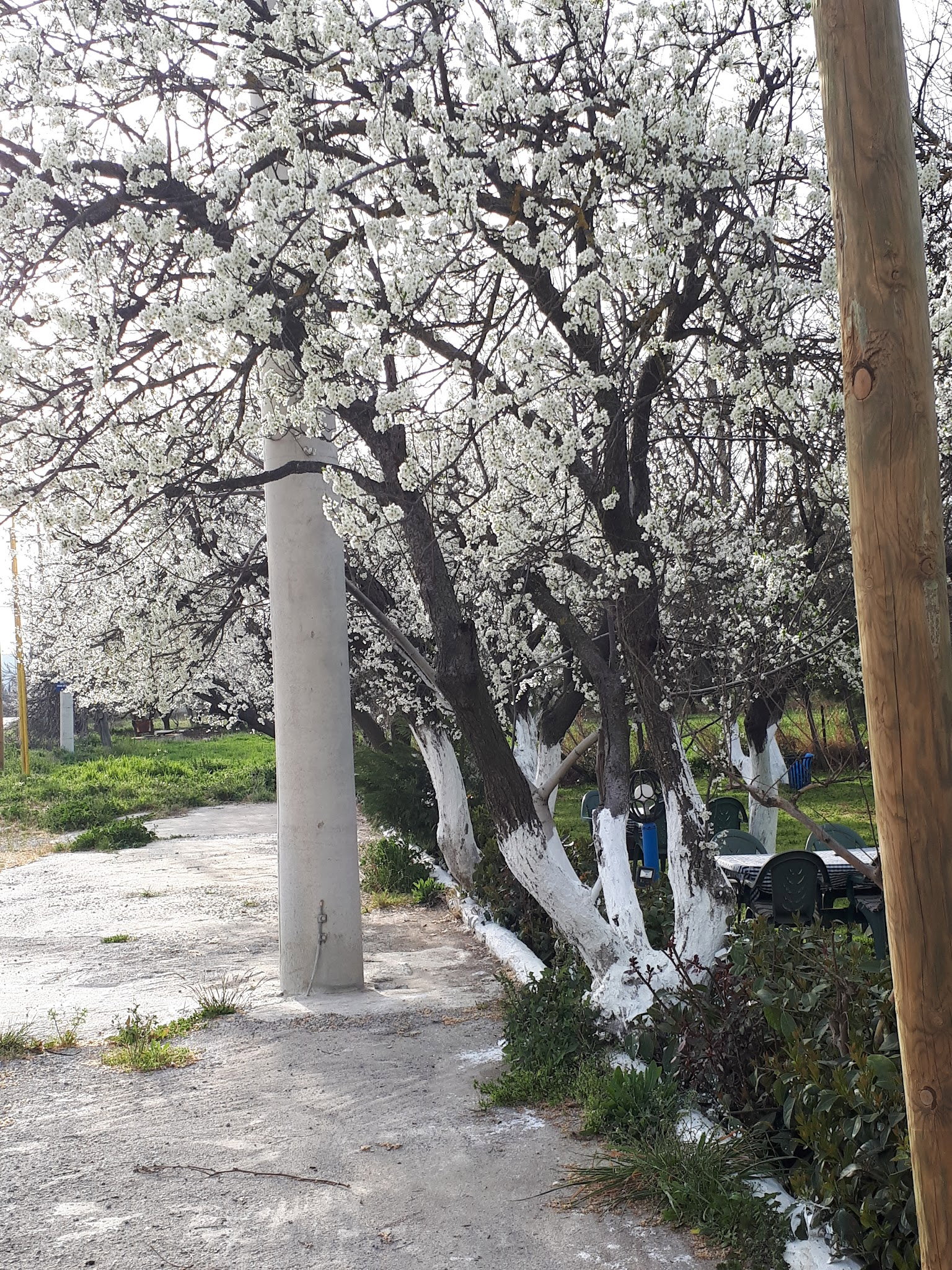 Ayaydin Erikli Bahce