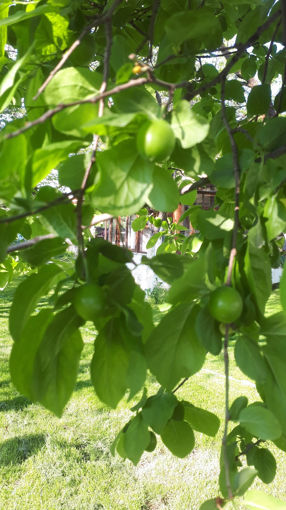 Ayaydin Erikli Bahce