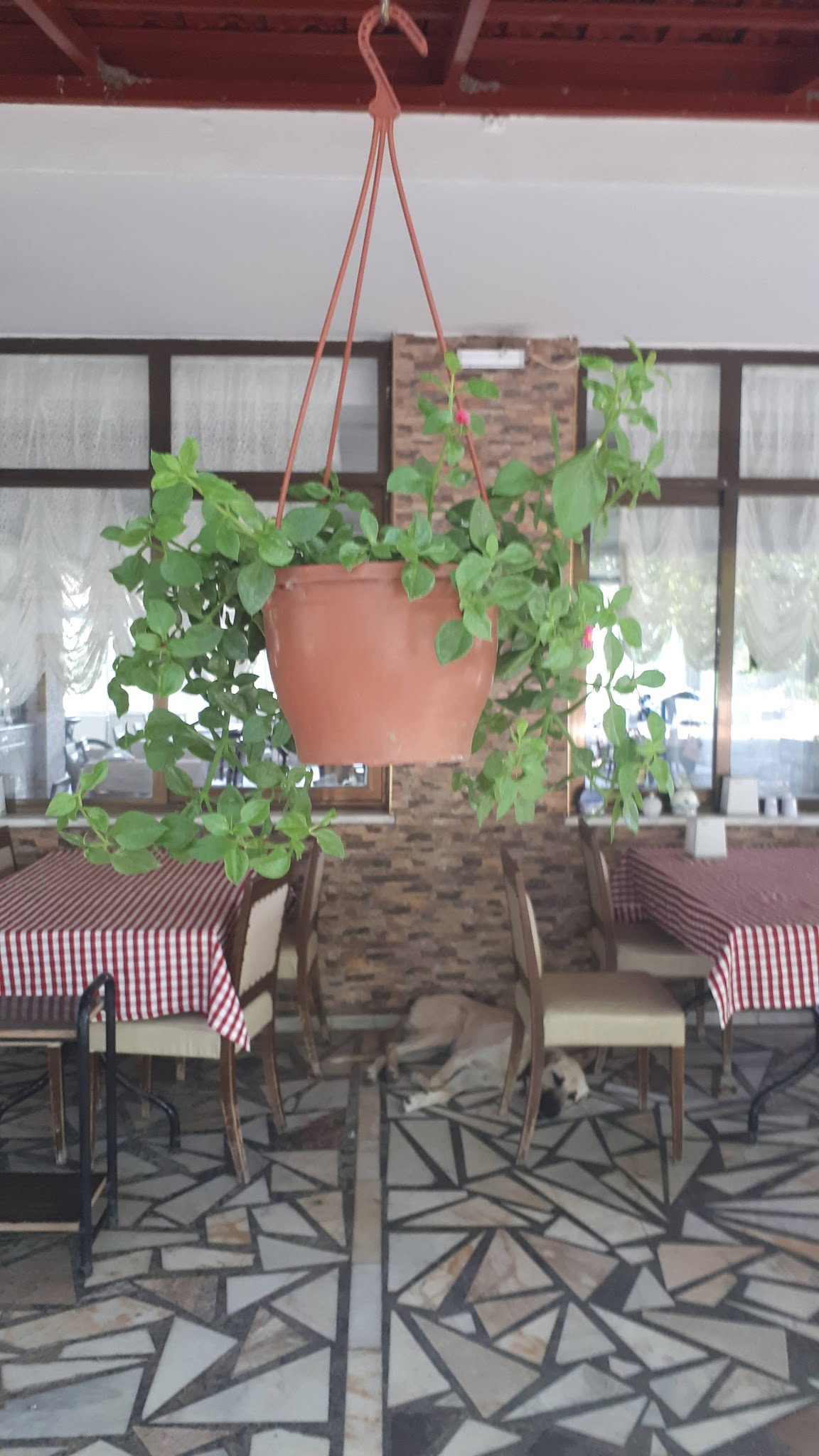 Ayaydin Erikli Bahce