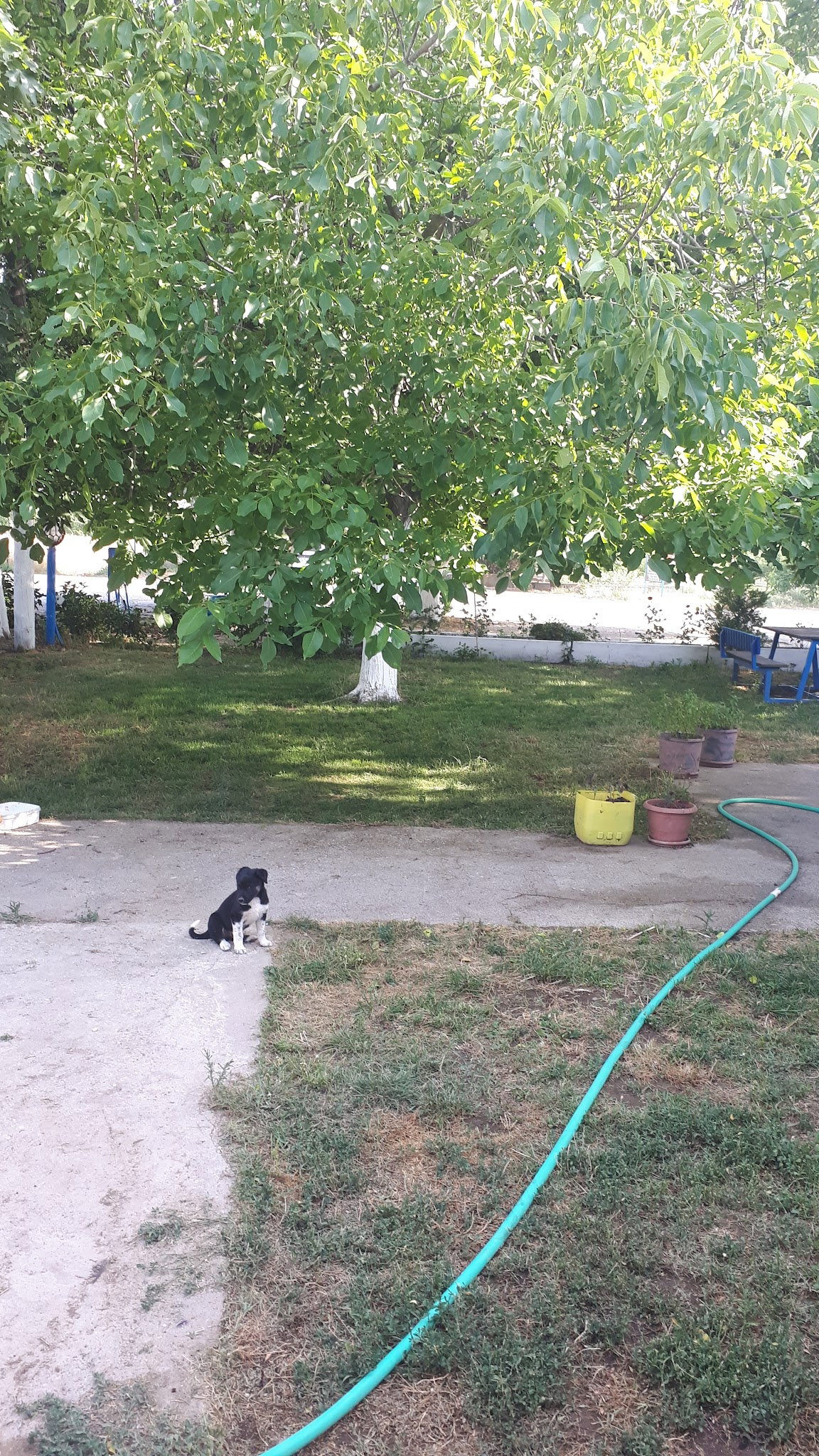 Ayaydin Erikli Bahce