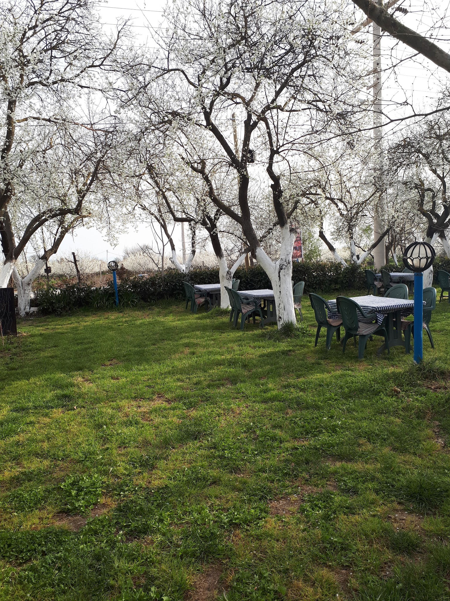 Ayaydin Erikli Bahce