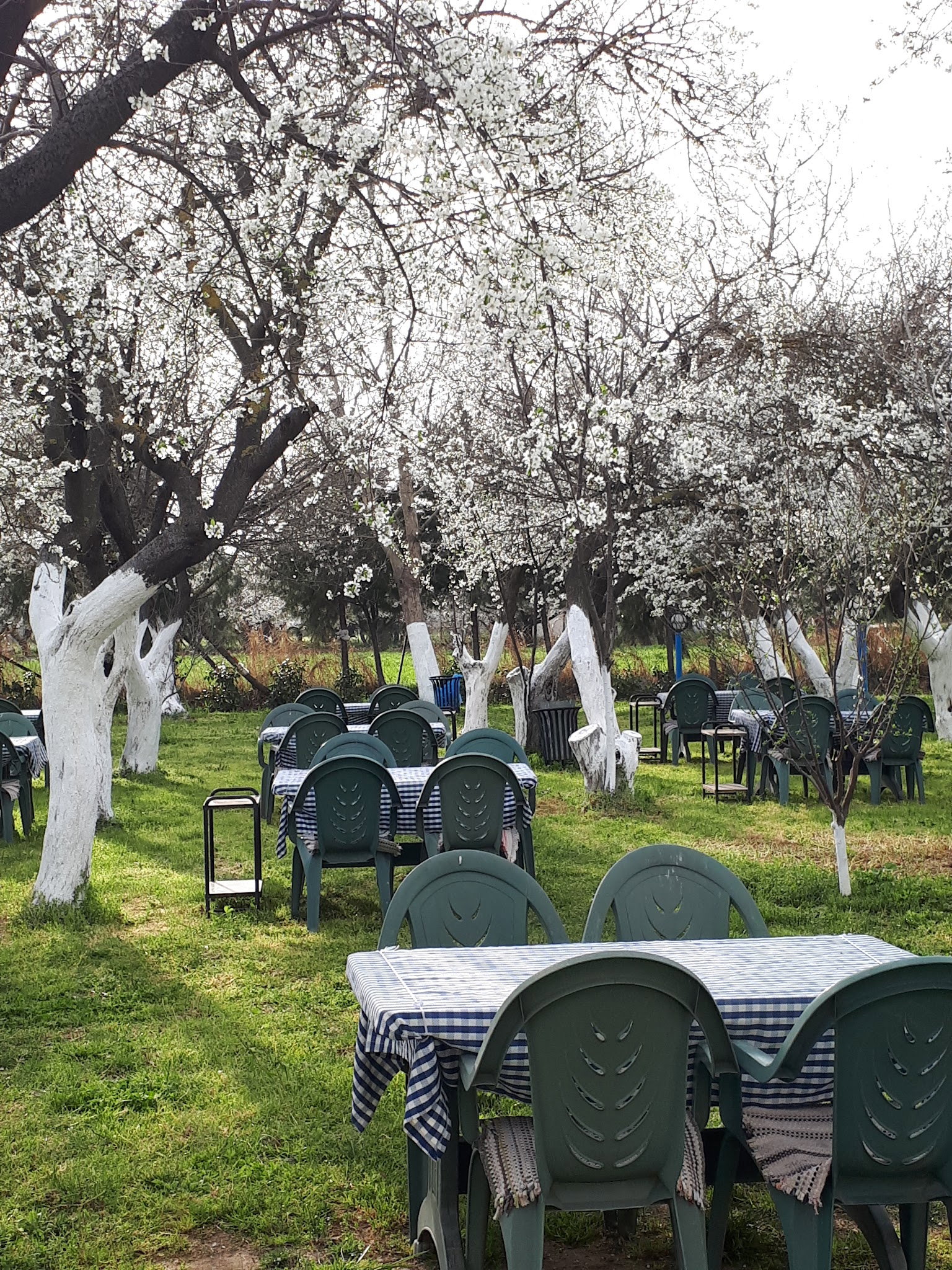 Ayaydin Erikli Bahce