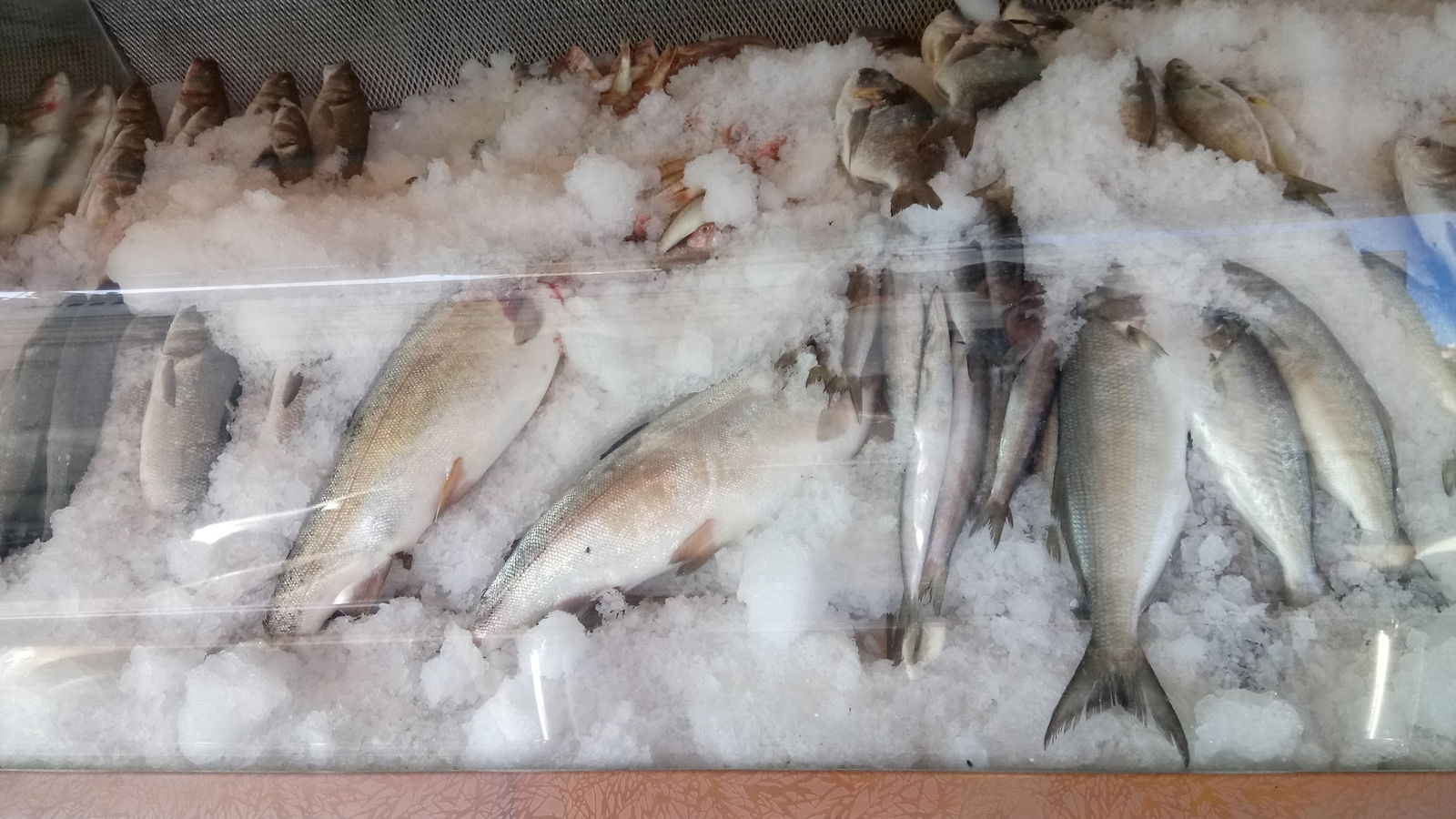 Pozcu Balıkçılık