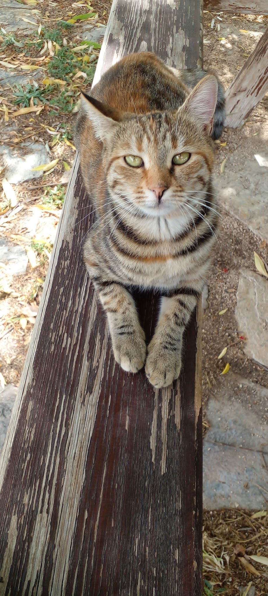 Bahçeli̇ Konak Et Mangal