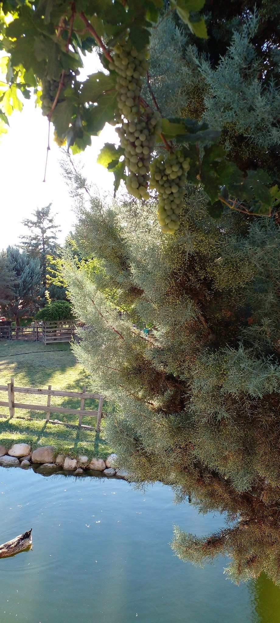 Bahçeli̇ Konak Et Mangal