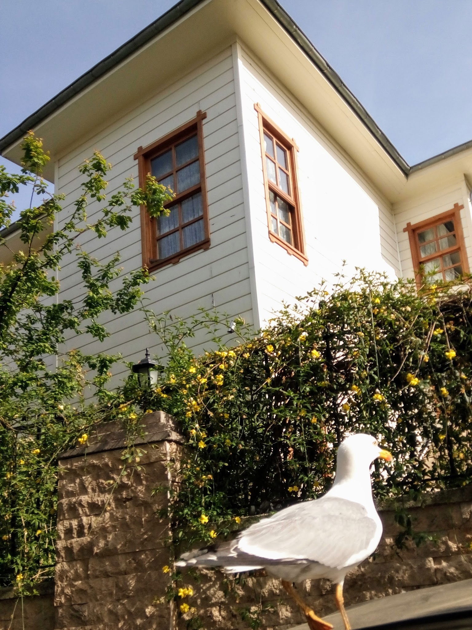 Büyükada Bistro Candy Garden Restaurant Cafe