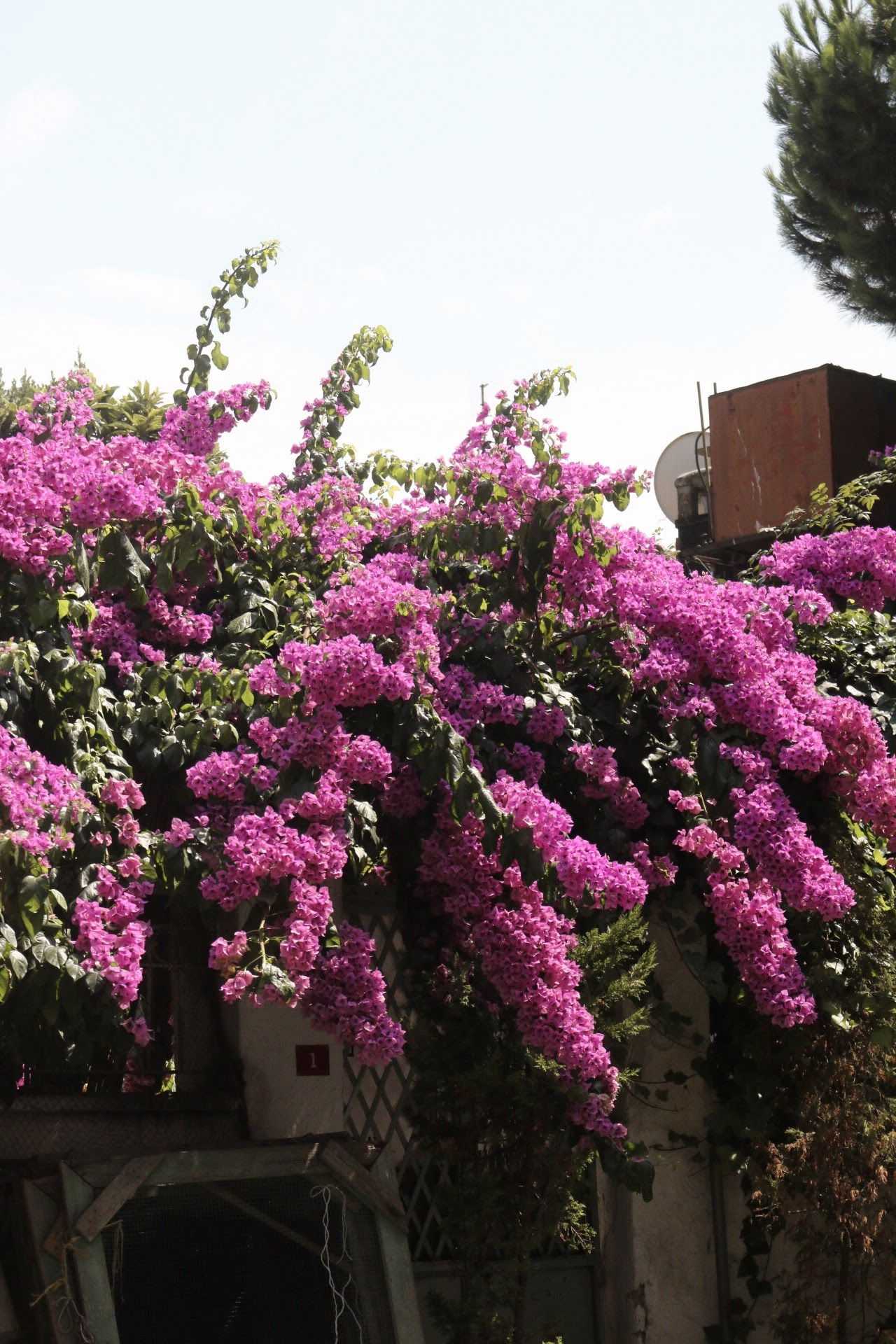 Büyükada Bistro Candy Garden Restaurant Cafe