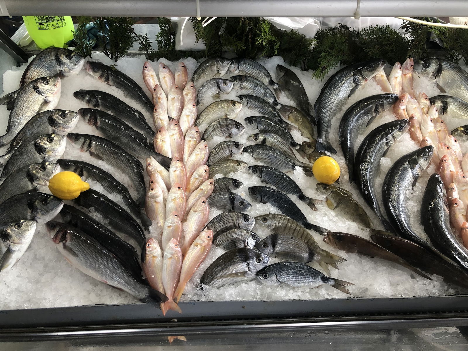 Balık Dünyası Muğla