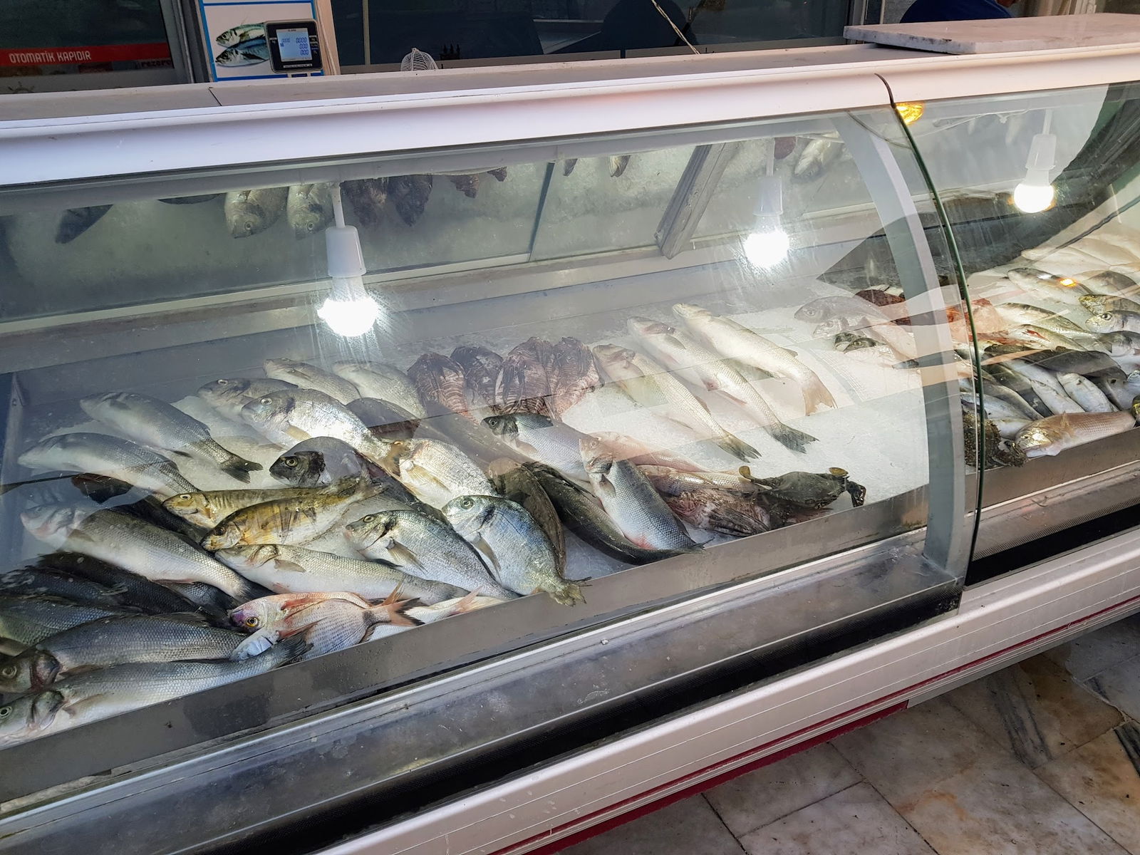 Balık Dünyası Muğla