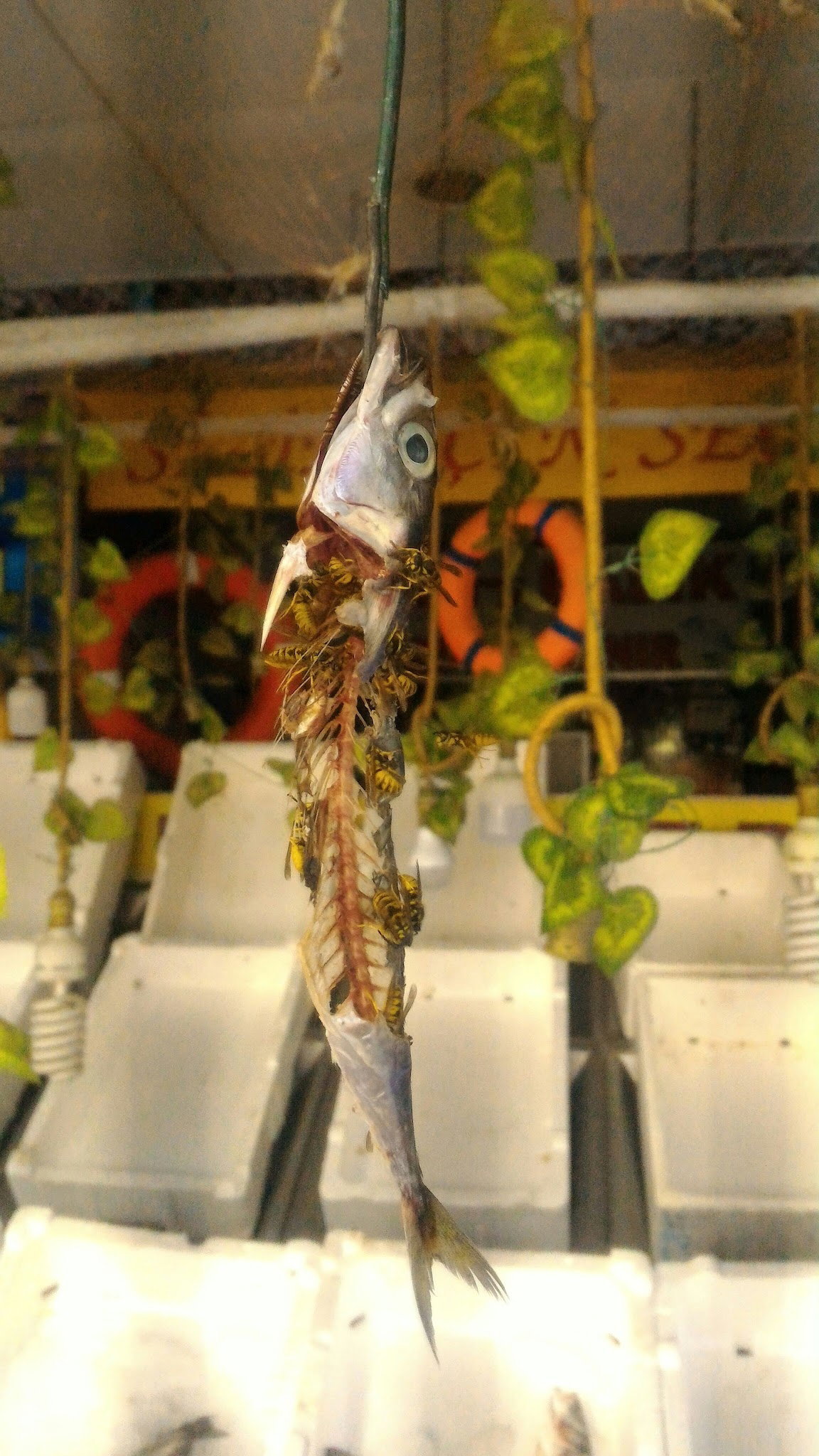 52 Karadeniz Balık Lokantası - Balık Satış - Manav